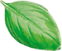 Мята